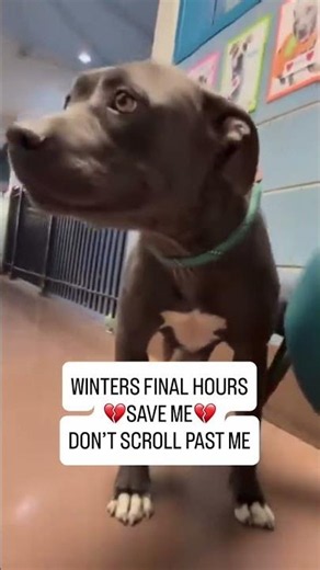 🚨 WINTERS’ FINAL HOURS – SHE NEEDS A MIRACLE 🚨Donate through the link in our bio#usa #canada #uk