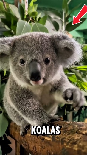 Meet the Koala 🐨🌿 #animals