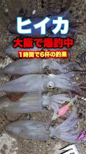 Squid are being caught in abundance in Osaka, at that spot. #short #shorts #fishing #egging