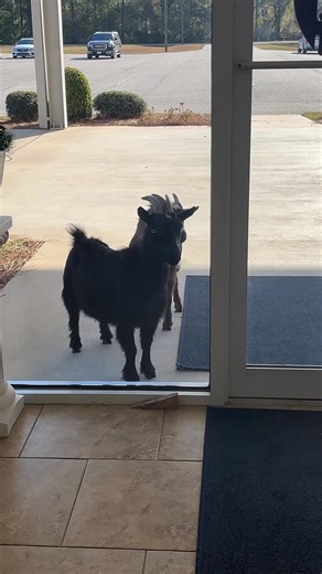 You know your church is in the country when goats show up to hear your preachers sermon they know it’s that good! 😂 Little Memorial Baptist Church | Lacey Ammons Wooten