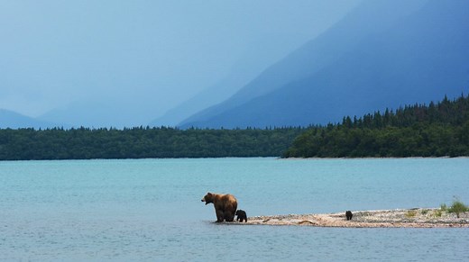 Top places to see grizzly bears in the US