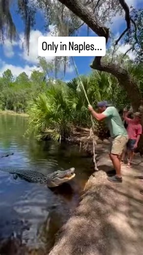Naples Florida Life on Instagram: "Southwest Florida sits at the intersection of subtropical wetlands, ancient limestone formations, and some of the most active wildlife corridors in the state. Warm freshwater ponds, shaded banks, and dense palm thickets create ideal conditions for large alligators that thrive in shallow, slow-moving waters. The region’s seasonal heat accelerates reptile metabolism, increasing surface activity and sudden vertical bursts that showcase the strength these animals h