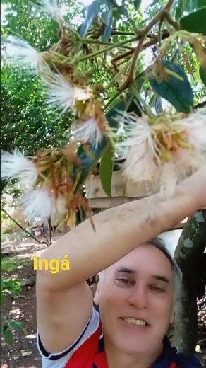 Ingazeiro Flower: A Native Plant - Jeferson Muraro