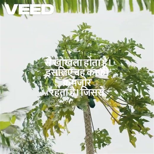 क्या पपीते का पेड़ घर में लगाना गलत है? 😳 | Science Explained