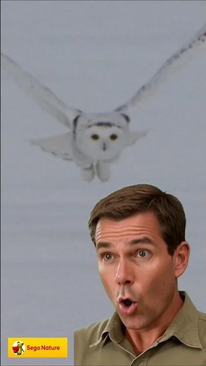 Amazing Snowy Owl Sounds 🦉 (Silent Wings and Soaring Calls)
