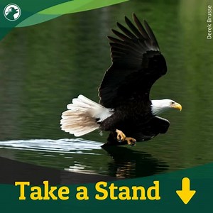 Speak out for bald eagles and vulnerable wildlife! Don’t let the Endangered Species Act be weakened. | National Wildlife Federation