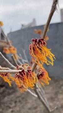 This is What Winter in a Botanical Garden Looks Like