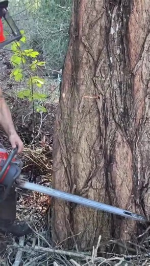 outstanding service tree cutting #treework #treeworker #treeclimber #skills #viralvideo #unitedstates #Foryou