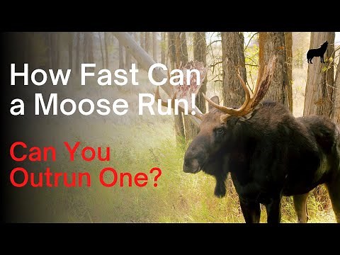 How Fast Can a Moose Run - Can You Outrun a Moose?