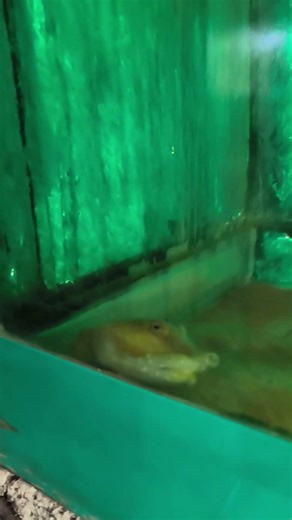 soft shell turtle #wildlifeconservation #wildliferescue #wildanimals #eltorozoo