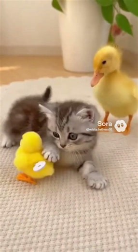 Curious Kitten Meets a Walking Chick 🐥🐱