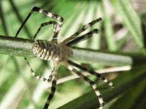 Genus Argiope