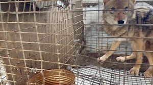 35K views · 411 reactions | Warning: dusturbing footage from a fur farm. This is rescue day on a fur and urine farm in Ohio! Our Dante is in the hanging basket the wolf is standing on. Please support us this Giving Tuesday if you can. www.rrh-project.com/donate #animals #wolves #wolfdogs #rescue #furfarm #sanctuary | Red Riding Hood Rescue Project - a wolfdog rescue | Facebook