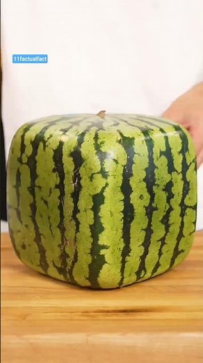 "Square shaped watermelon" #shorts #japan
