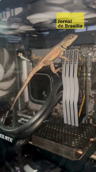 🦎 Um achado inusitado chamou atenção nas redes sociais após um calanguinho ser encontrado dentro de um gabinete de computador do tipo aquário. O pequeno réptil apareceu tranquilamente no interior do equipamento, levantando a dúvida de como conseguiu parar naquele espaço fechado. 💻 No vídeo, o animal surge andando dentro do gabinete enquanto a pessoa que grava tenta entender como ele conseguiu entrar ali. O computador estava desligado no momento, o que deixou a cena ainda mais curiosa. 😂 A sit