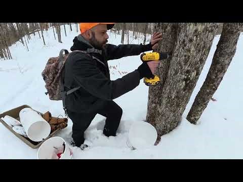 Maple Syrup Season Begins: Tapping Trees in Deep Snow