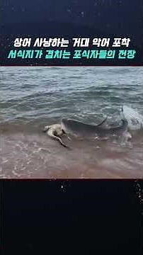 Giant crocodile captured hunting sharks: A battleground between predators with overlapping habita...