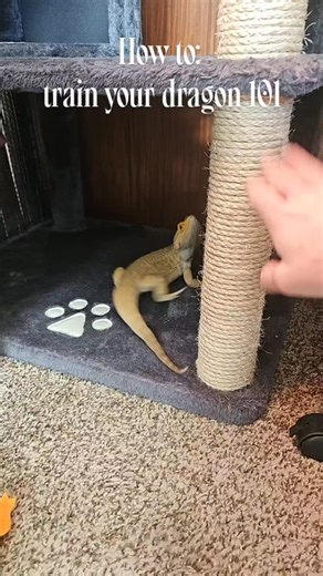 Loki on Instagram: "💡🦎🧠 he does have a brain 🥹🥹🦎💕 #beardeddragonreels #beardeddragon #BeardieLover"