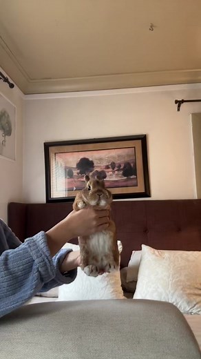 Gentle Rabbit Cuddles in a Cozy Room