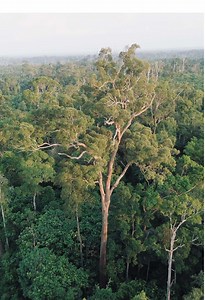 Keindahan Hutan Kalimantan dari Udara