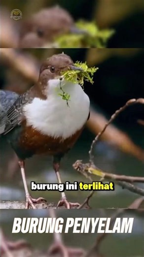 Diving Bird #animal #bird #divingbird