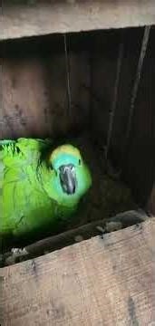 Blue Fronted Amazon Parrot, Nest Box with Chicks, Breeding Season of Amazon Parrots