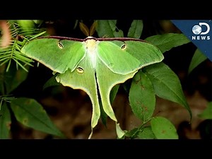 The Stealth Fighter Of The Insect World