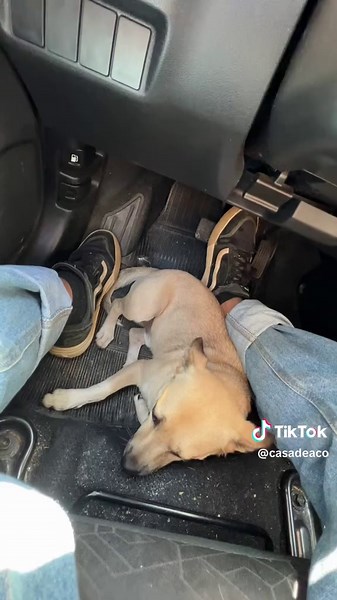 Construindo Casa Container: Projeto de Vida Sustentável