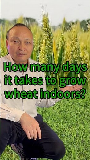 How Many Days to Grow Wheat Indoors? Grow Light Cultivation vs Southern Breeding Speed Comparison