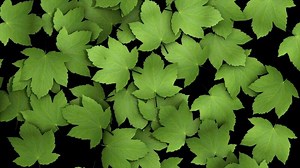 Animation of leaves blowing in the wind. alpha channel included