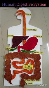 human digestive system #Working model of Human digestive system #science #expo #