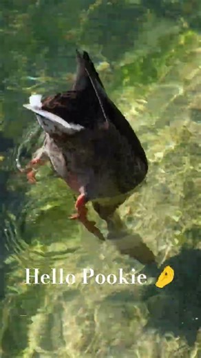 “Adorable Duck Bathing in Lake 🦆✨ | Relaxing Nature Shorts 4K”