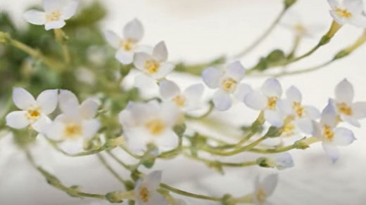 Glass Flowers At Harvard’s Museum Of Natural History Look Exactly Like The Real Thing