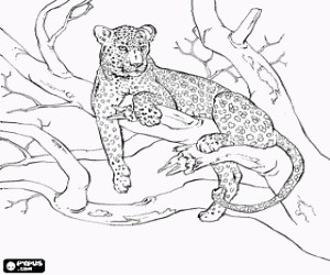 A leopard on the tree coloring page printable game