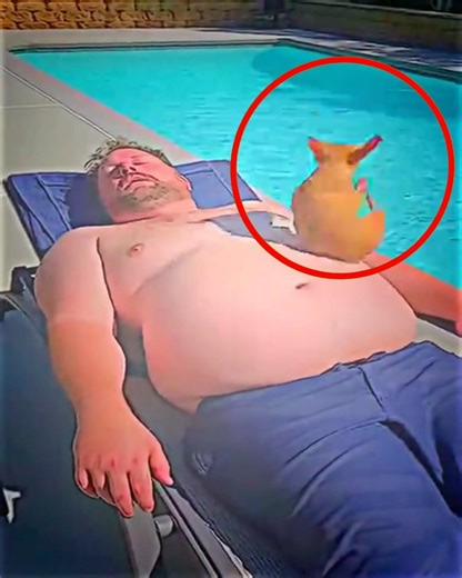 Dog Used His Owner as a Launchpad 😭💥