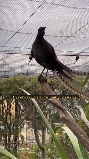 17K views · 691 reactions | Meet the lyrebird, world famous for their...