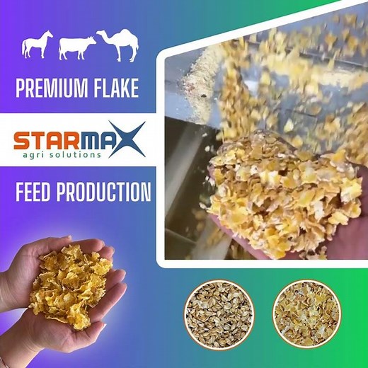 From Grain to Premium Flake Feed – Starmax Turnkey Flaking Mill Plants