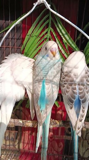 3baby budgies chirping sound #budget #birds #blackfacebudgie #budgielove #budgiesounds #budgiessing