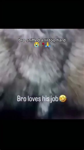 Sniffing too hard bro is so HIGH 🤣 #dog #meme #fyp #trending #fyppppppppppppppppppppppp