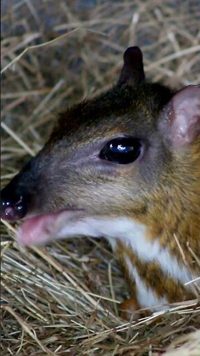 Amazing Facts of Mouse-Deer