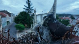 Dove feeds squabs. Doves feeding their chicks from their beaks. It's a mixture of saliva. The concept of bird life in the town