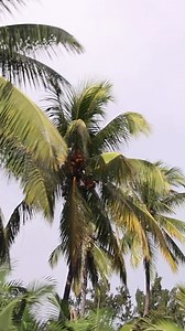 Embrace the authenticity of the island by travelling around by bus. 😁 Be mesmerised by jaw-dropping landscapes, from sugarcane fields that seem to go on forever to stunning coastal vistas that will have you reaching for your camera. It will be an ever-changing scenery outside your window! Discover more of our island at https://mauritiusnow.com/ 📸: @evasionfilms_mauritius on IG #BusTravel #ExploreMauritius #MauritiusNow #FeelOurIslandEnergy | Mauritius Tourism