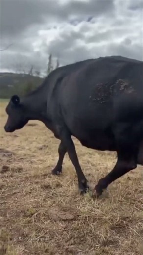 Massive Black Cow with Incredible Body Size 🐄🔥