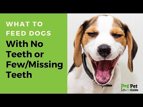 What To Feed Dogs With No Teeth or Few Missing Teeth