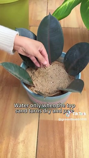 Rubber Tree Cutting Techniques for Garden Success