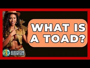 What Is A Toad? - Ecosystem Essentials