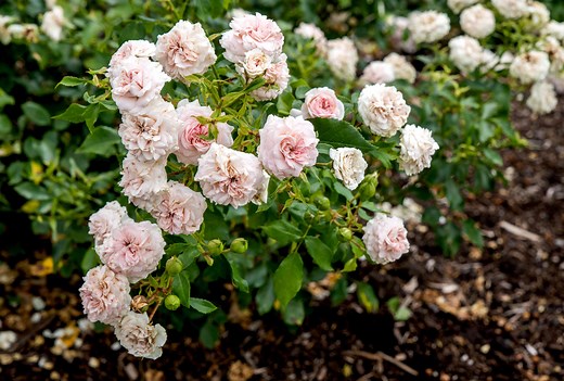 Here's Everything You Need to Know to Grow Floribunda Roses