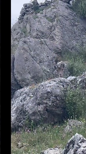Cabra montés ibérica (Capra pyrenaica)