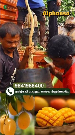 🍋India's Most Loved Mango – Alphonso!👑உங்கள் தோட்டத்துக்கு அரசன் வந்தாசு | Greenland Nursery Special