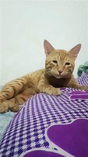 master ji ek sawal puche 🤔🤪😂#catcomedy#funnycat#trending2026#ajjucat#viralvideo#vairalshort#cutecat